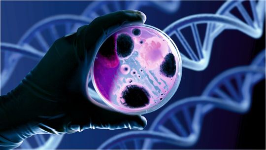 1 In the microbiology laboratory, the evaluation of cell cultures is a crucial step. 1 In the microbiology laboratory, the evaluation of cell cultures is a crucial step.