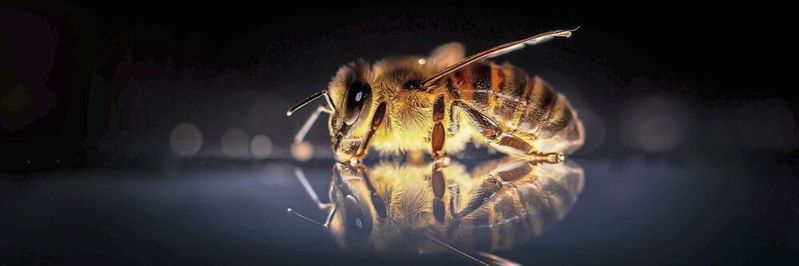 „Unsere“ Honigbiene, Apis mellifera „Unsere“ Honigbiene, Apis mellifera