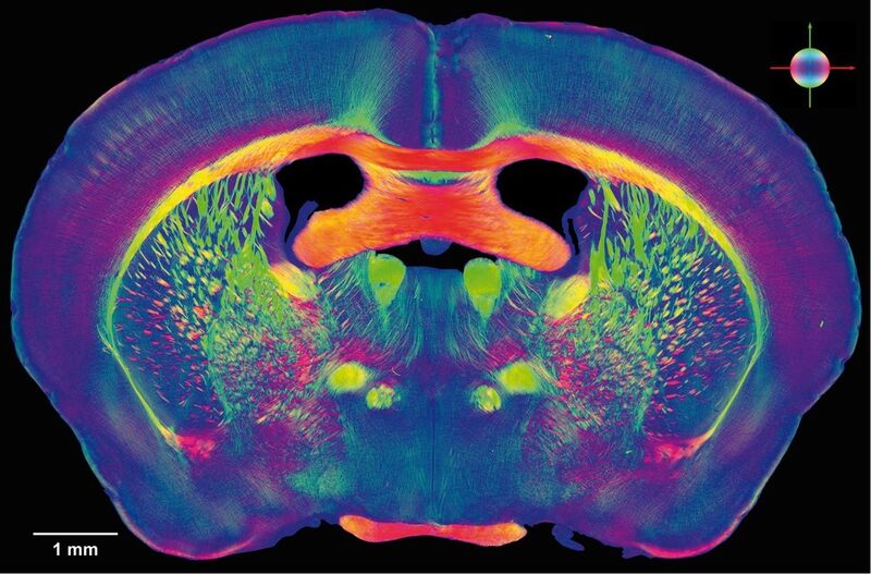 Nervenfaserverläufe in Mausgehirnen, dargestellt mit der Methode des Polarized Light Imaging. In diesem Bild sind die Faserverläufe in einem einzelnen, dünnen Schnitt (70 µm Dicke) farbig hervorgehoben. Jedem gemessenen Verlauf wird eine Farbe zugeordnet. (Amunts, Zilles, Axer et. al./ Forschungszentrum Jülich)