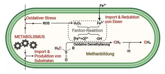 ROS-getriebene Methanbildung in Zellen. Reaktive Sauerstoffspezies (ROS) wie Wasserstoffperoxid (H2O2) entstehen im Zellstoffwechsel und verstärkt unter oxidativen Stressbedingungen. Zellen brauchen Eisen zum Überleben und reduzieren das in der Natur meist vorliegende Eisen(III) [Fe3+] zu Eisen(II) [Fe2+]. Das Zusammenspiel von ROS und Fe2+ führt zur Fenton-Reaktion und damit zur Bildung hochreaktiver vierwertiger Eisen (FeIV)-Verbindungen und Hydroxyl- (•OH)-Radikalen. Diese greifen methylierte Schwefel- oder Stickstoffverbindungen (z.B. Methionin) an, die von Zellen gebildet bzw. aus der Umgebung aufgenommen werden. Dabei wird durch oxidative Demethylierung ein Methylradikal (•CH3) gebildet, welches wiederum durch Abstraktion eines Wasserstoffatoms (z.B. von anderen Kohlenwasserstoffen) zu Methan (CH4) reagiert.(Bild:  © Max-Planck-Institut für terrestrische Mikrobiologie/Ernst)