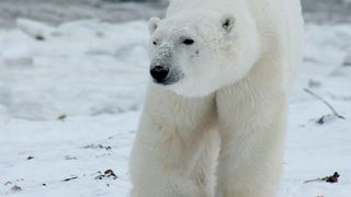 Eisbären stehen am oberen Ende der arktischen Nahrungskette. Was immer Fisch und andere Meeresbewohner aufnehmen, kann sich letztlich in Eisbären anreichern. Nun haben Forscher Hunderte neue halogenierte Substanzen im Blut von Eisbären entdeckt. (Symbolbild) (gemeinfrei)