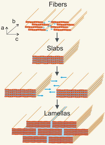 Bruchfest und biegsam wird das Material dank seiner Nanostruktur: Die Nanofasern lagern sich zu plankenförmigen Platten zusammen, die sich in Schichten versetzt übereinander stapeln. Im Querschnitt weist das Material daher die Struktur einer Ziegelmauer auf, in der die Keramikplatten von Wasser zusammengehalten werden. (Bild: Advanced Materials / Universität Stuttgart)