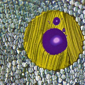 Mikroskopische Aufnahme einer Polymerfaser, die mit einem flüssigen Flammschutzmittel gefüllt ist, (nachkoloriert).(Bild:  Empa)