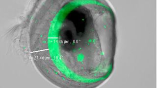 Zwei Tage alte Miesmuschellarven, die zwischen 24 und 26 Stunden nach Befruchtung in Meerwasser mit dem Fluoreszenzfarbstoff Calcein (grün) exponiert worden sind. (F. Melzner, GEOMAR)