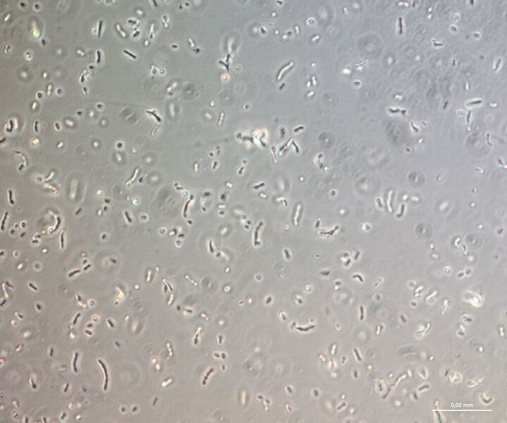 2 Lactobacillus casei im Phasenkontrast aufgenommen mit dem aufrechten Durchlichtmikroskop Zeiss Axio Lab.A1 (Zeiss)