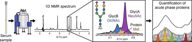 Proteinanalyse aus NMR-Spektren kann „Akute-Phase-Proteine“ identifizeiren, die für Entzündungskrankheiten charakteristisch sind.
