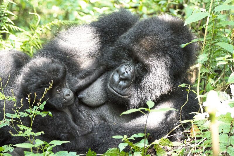 Berggorilla-Mutter und ihr Junges während einer Ruhephase, Bwindi National Park 