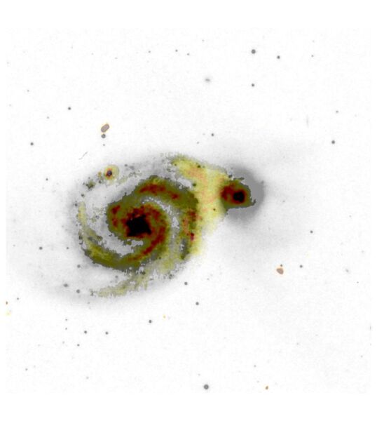 8: Das Bild zeigt M51, auch bekannt als die Whirlpool Galaxie. Sie ist 15 bis 35 Millionen Lichtjahre von der Erde entfernt und etwa 60.000 Lichtjahre im Durchmesser groß. Im Zentrum der Spiralgalaxie sitzt ein supermassereiches Schwazes Loch. Dank der LOFAR-Daten (Gelb und Schwarztöne) ist zu erkennen, dass die Spiralgalaxie und ihr Begleiter interagieren – eine Brücke aus Strahlungsemission verbindet sie. (Sean Mooney/LOFAR Surveys Team/Digitized Sky Survey / CC BY 3.0)