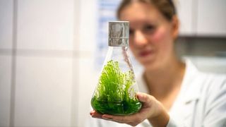 Maria Glaubitz untersucht Torfmoospflanzen und neue Möglichkeiten zur Aussaat. (Bild: Hochschule Anhalt)