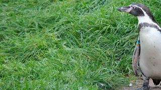 Aud der Suche belastbaren Biomarkern für Erkrankungen haben die Forscher die Reste von den Blutproben analysiert, die Zootieren ohnehin entnommen wurden. Insgesamt waren es 21 Proben von 19 Tierarten, darunter auch ein Humboldt-Pinguin. (Symbolbild) (gemeinfrei)