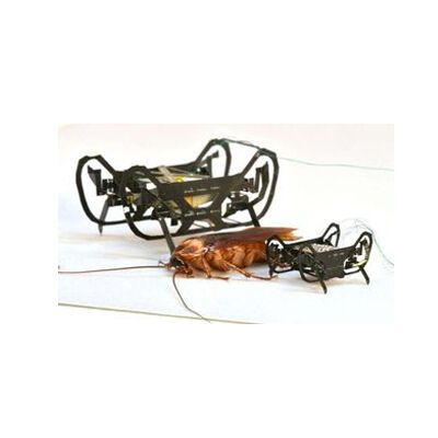 "HAMR Junior" (rechts) und eine Küchenschabe (Mitte) (Bild:  Kaushik Jayaram)