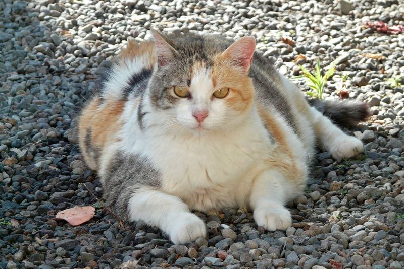 How much does it take to make cats lose weight, especially lazy neutered males? It turns out you have to keep reducing their food intake because they’re not very active. (Creative Commons/Pixabay)