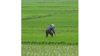 Abb. 1: Millionen Menschen in Südostasien verwenden arsenhaltiges Wasser zum Trinken oder für die Bewässerung der Felder. Das Arsen stammt aus geologischen Formationen und löst sich im Grundwasser. Über den Reis kann es dann in den Körper gelangen und dramatische Langzeitfolgen verursachen. (Bild: Sonja Knapp/UFZ)