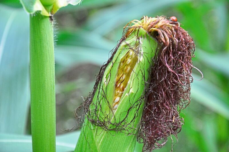 Eine Quelle für nachwachsende Rohstoffe und damit Ausgangsstoff für Biokunststoff kann auch Mais sein, wegen des Stärkegehalts. Allerdings ist diese Idee nicht kritiklos, weil es sich auch um ein Nahrungsmittel handelt. (Th. Isenburg)