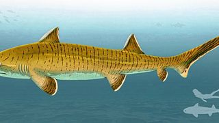 Künstlerische Lebendrekonstruktion des hybodontiformen Haies Asteracanthus. Silhouetten am rechten unteren Bildrand dienen als Größenmaßstab.  (Bild: © Sebastian Stumpf/Fabrizio De Rossi)