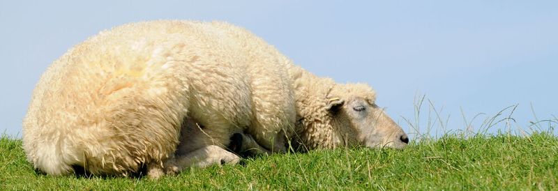 Eine aktuelle Studie belegt: Das Leben auf einer Insel lässt Tiere u.a. in ihrer Lebensweise langsamer werden. (Symbolbild)(Bild:  Carola Schubbel - stock.adobe.com)