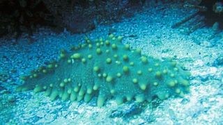 Seegurken haben Forscher zu einem neuartigen Material inspiriert (Symbolbild). (Seegurke (Isostichopus fuscus) / Claudia Mannherz / CC BY-SA 3.0)