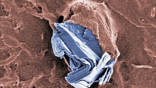 Die „Graphene-Flagship“-Initiative hat die Auswirkungen von Graphen (blau) und verwandten Materialien auf Gesundheit und Umwelt untersucht. (Kolorierte Rasterelektronenmikroskopie) (Bild: Empa)