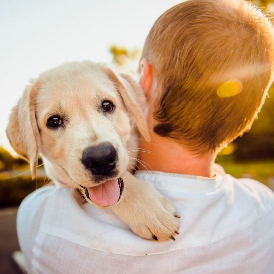 Changes to different genes, usually controlling hormones that influence social behaviour, have been implicated in the domestication of dogs. Changes to different genes, usually controlling hormones that influence social behaviour, have been implicated in the domestication of dogs.