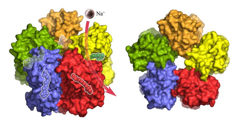 Der KR2-Komplex in der seitlichen Oberflächendarstellung. Jedes der fünf KR2-Moleküle in der Formation bindet und transportiert ein Natrium-Ion (lila). Transparent angedeutet ist das lichtempfindliche Retinal im Inneren, das die Pumpaktivität reguliert. (Bild: Forschungszentrum Jülich/IBS Grenoble)