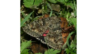 Das Rotes Ordensband (Catocala nupta) - an faulem Obst saugend. Der Nachtfalter erhielt seinen Namen nach der markanten roten Färbung. In der Studie zeigte diese Art keine Variabilität, das heißt die Population schwankte stärker als bei den Arten mit hoher Variabilität in Farbe und Zeichnung. (Bild: Martin Wiemers/ UFZ)