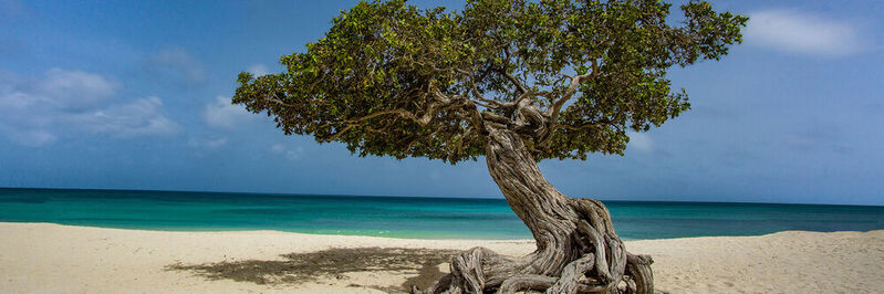 Der Divi-Divi-Baum auf der karibischen Insel Aruba - Die Gründer von Aruba Networks haben sich vor über zwei Jahrzehnten zum Ziel gesetzt, das Netzwerk-Management zu „entkomplizieren“. 
