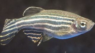 Der Zebrafisch oder auch Zebrabärbling dient als Modellorganismus für die Forschung zur embryonalen Entwicklung von Wirbeltieren. (Bild: KIT)