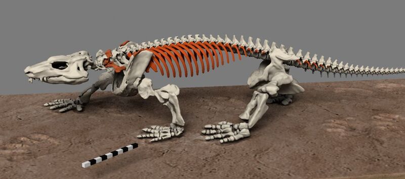 Er lebte schon vor den Dinosaurieren: Das fossiles Skelett des Orobates pabsti wurde 2004 in Deutschland in einem Top-Zutand gefunden.  (Maxon)