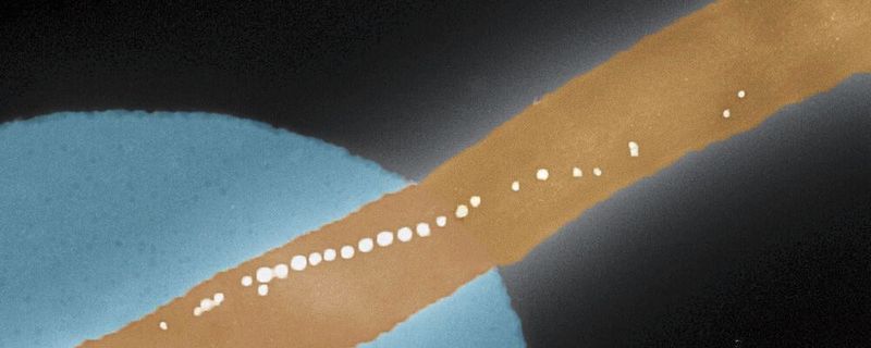 Elektronenmikroskopische, kolorierte Aufnahme der Kette von magnetischen Nanopartikeln eines einzelnen Bakteriums Magnetospirillum gryphsiwaldense, das auf einem Federbalken fixiert wurde.(Bild:  M. Claus und M. Wyss, Nano Imaging Lab, Universität Basel)