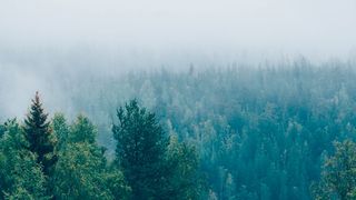 Stora Enso and Northvolt have entered into a Joint Development Agreement to create a sustainable battery featuring anode produced using lignin-based hard carbon produced from Nordic forest wood. (Source: Andrei Baskevich - stock.adobe.com)