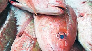 Ciguatera-Fischvergiftungen – Innereien von tropischen Raubfischen weisen die höchsten Ciguatoxingehalte auf. Ciguatoxin ist hitzestabil, farb-, geruch- und geschmacklos. (© philippilosian - Fotolia.com)