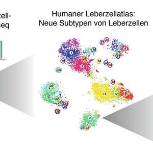 (© MPI für Immunbiologie und Epigenetik, Freiburg / Grün)