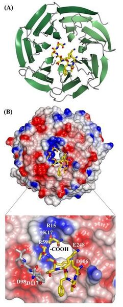 Abb. 2: Anhand der Kristallstruktur ist die Interaktion des Sortierungssignals (gelb dargestellt) mit dem Transportvesikel-Protein COP I (grün dargestellt) sichtbar (A). In einer höheren Auflösung können die molekularen Kontakte einzelner Aminosäuren zwischen dem Sortierungssignal und der Protein-Domäne identifiziert werden (B). (Bild: Prof. David Owen, Universität Cambridge)