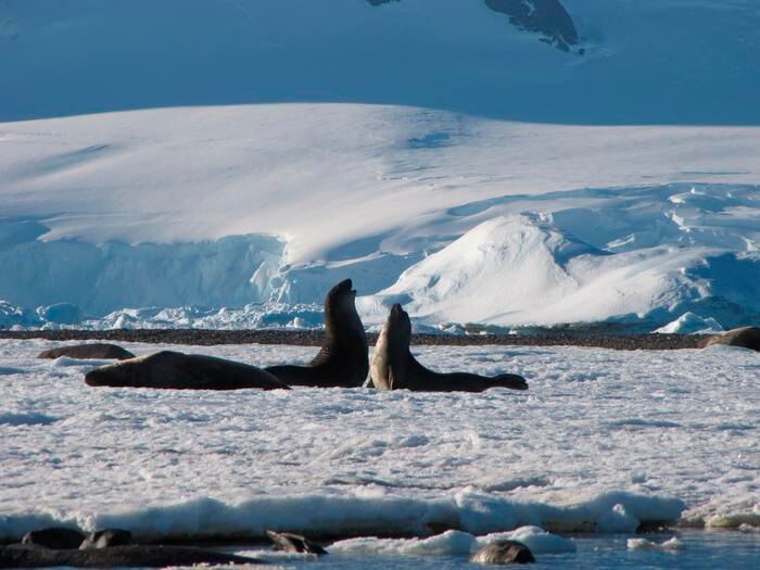 Young elephant seals photographed by Prof Bethan Davies.  (Source: Prof Bethan Davies)
