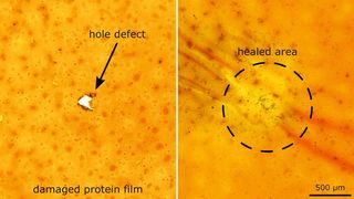 Ein Loch in dem neuartigen Material kann wieder vollständig verschlossen werden. (Bild: MPI-IS)