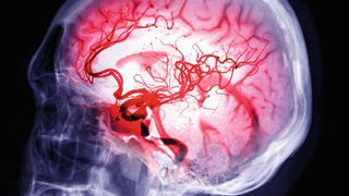 Die Blutgefäße im Gehirn unterliegen einer eigenen periodischen Schwingung, Vasomotion genannt, die vermutlich den Abtransport von Abfallstoffen unterstützt (Symbolbild). (Bild: samunella - stock.adobe.com)