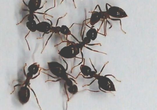 Kämpfende Arbeiterinnen der Art Lasius niger: Das Individuum in der Mitte stammt aus einer fremden Kolonie und wird von den anderen Tieren angegriffen. Kämpfende Arbeiterinnen der Art Lasius niger: Das Individuum in der Mitte stammt aus einer fremden Kolonie und wird von den anderen Tieren angegriffen.