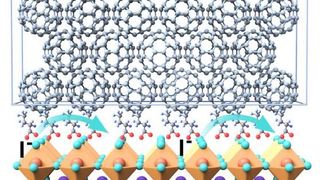 A fluorinated compound between the perovskite and the buckyball (C60) contact layer forms an almost monomolecular film that acts as a chemical protective barrier and increases the stability of the cell.  (Source: Guixiang Li/Nature Photonics 2025)