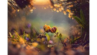 Auch Blumen haben Sex – mit einigen Besonderheiten, was die Vererbung von Genen betrifft (Symbolbild). (Bild: naumenkoe - stock.adobe.com)