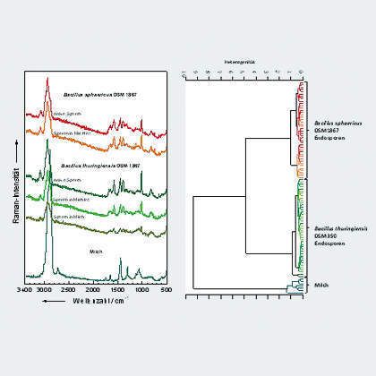 3 Raman-spektroskopische Identifizierung von Bakterien in Milch (links: Raman-Spektren unterschiedlicher Bacillus-Arten im Vergleich zum Raman-Spektrum von Milch; rechts: Klassifizierung der Raman-Spektren mittels einer hierarchischen Clusteranalyse). (Archiv: Vogel Business Media)