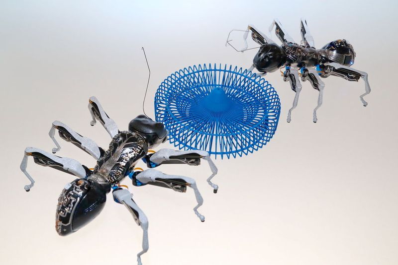 Kooperatives Verhalten nach natürlichem Vorbild: Die Bionic Ants von Festo tragen gemeinsam eine Last, die für eine Einzelne zu schwer ist. (Anne Richter, SMM)
