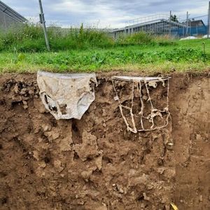 Slightly or heavily decomposed? The more active the soil organisms, the faster the cotton material decomposes. (Source:  Priska Koller/ Agroscope)