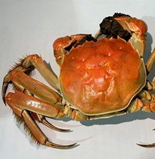 Crab shells, like the one pictured here, could be “upcycled” to help make new battery materials. Crab shells, like the one pictured here, could be “upcycled” to help make new battery materials.