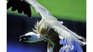 Abb. 1: Durch Diclofenac-Rückstände in Zuchttier-Kadavern bedroht: der aasfressende Geier.  (Bild: Pfänderbahn AG, Österreich)