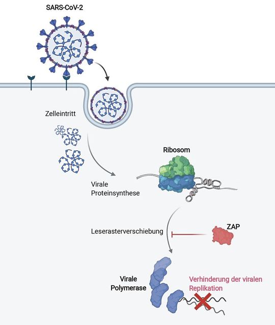 (Bild:  HIRI / Anuja Kibe (erstellt mit Biorender.com))