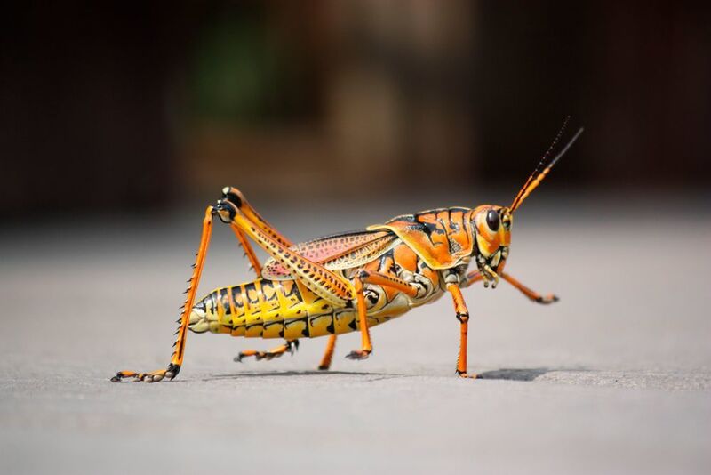 Die Fußsohlen von Heuschrecken sind mit zahlreichen winzigen Plättchen versehen, die es ihnen erlauben, an nahezu jeder Oberfläche problemlos zu haften. (gemeinfrei)