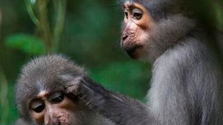 Dartmouth researchers report that apes and early humans evolved more flexible shoulders and elbows than monkeys (above) to safely get out of trees. For early humans, these versatile appendages would have been essential for gathering food and deploying tools for hunting and defense. (Source: Luke Fannin, Dartmouth)