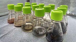Testung verschiedener Mikroorganismen zur Mobilisierung von Metallen im Schüttelkolben  (Bild: Fraunhofer IGB)