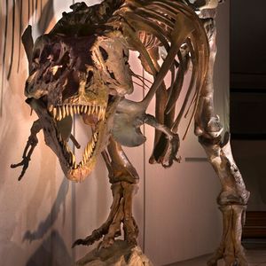„Wir sind  ausgesprochen glücklich darüber, Sue ein vorübergehendes Zuhause  bieten zu können“, sagt Sherri Frazer, Marketingund  Kommunikationschefin des Museums. „Kein Dino in der Welt ist  vergleichbar mit ihr. Wir sprechen vom größten, vollständigsten und  am besten erhaltenen Skelett, das je gefunden wurde.“