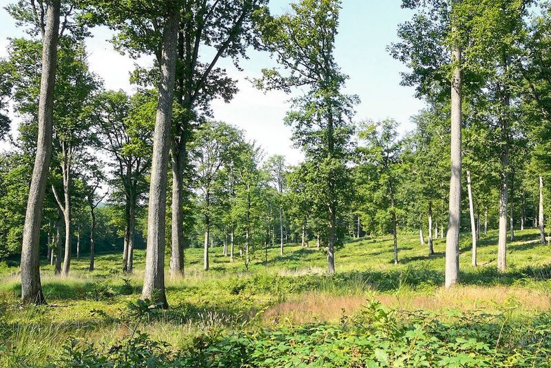 150 Jahre alte Eichen in der Forêt domaniale de Bercé (INRA / Didier Bert)